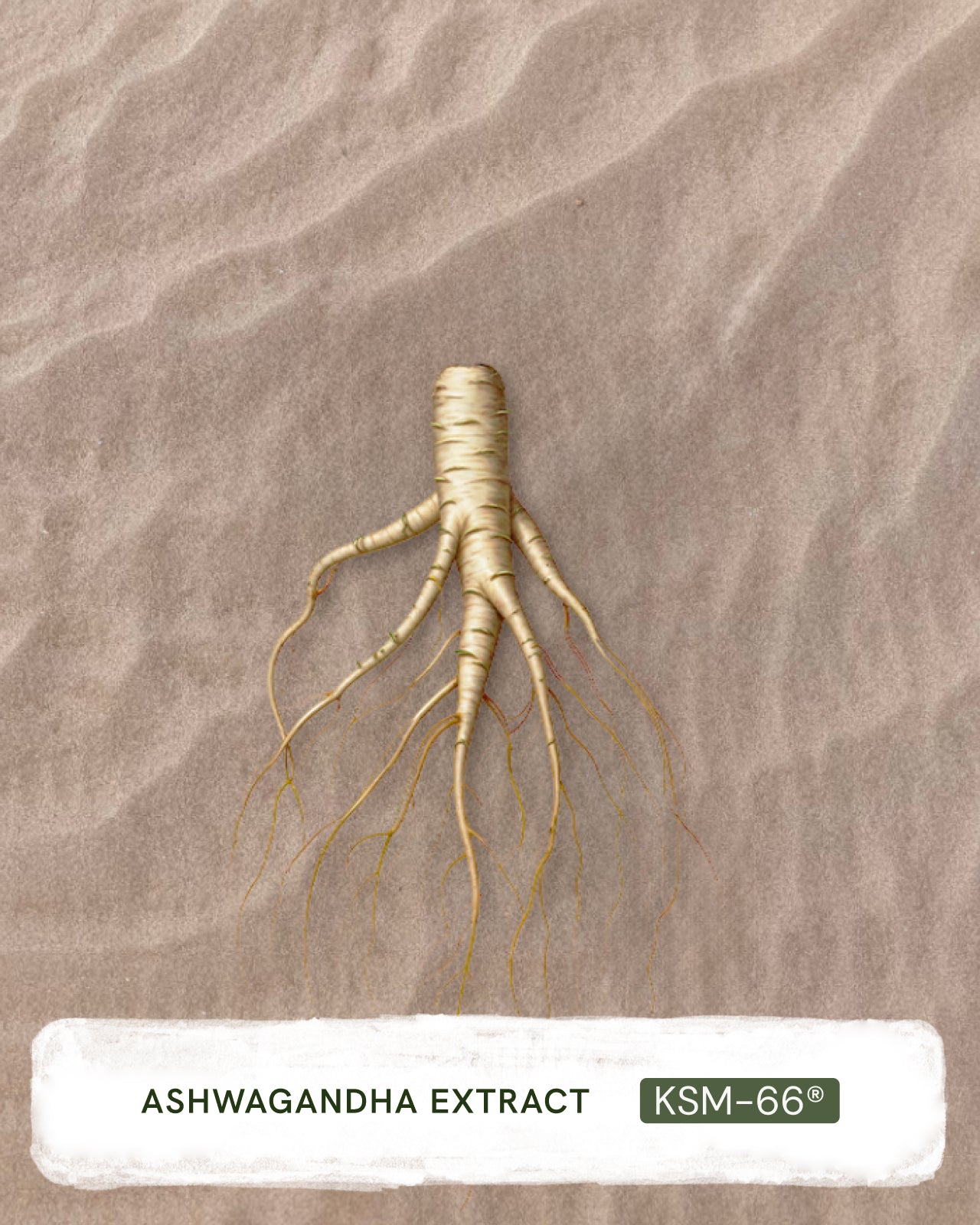 SOL VIDA: Nervous System Support